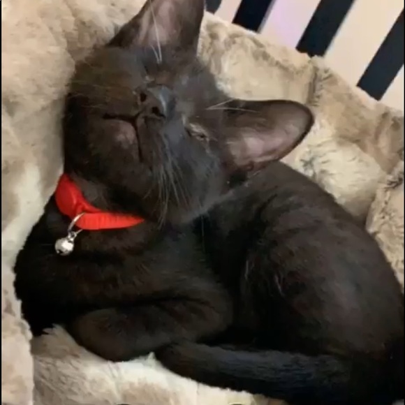 All Sales support Frankie the blind cat - Picture 3 of 3